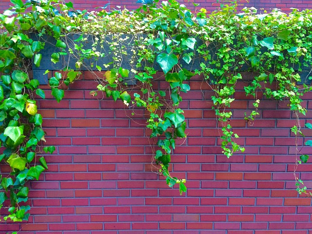 vines on the wall